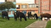 Autoridades intervienen en insólito caso de 29 vacas hospedadas en una casa en el sur de Bogotá