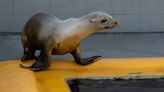 Marine Mammal Center calls for urgent human behavior change