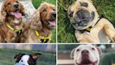 Dogs Trust: 13 beautiful dogs looking for their forever homes in Shropshire this week