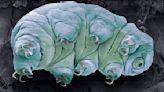 Tardigrade gene edit a first step towards exposing their secrets