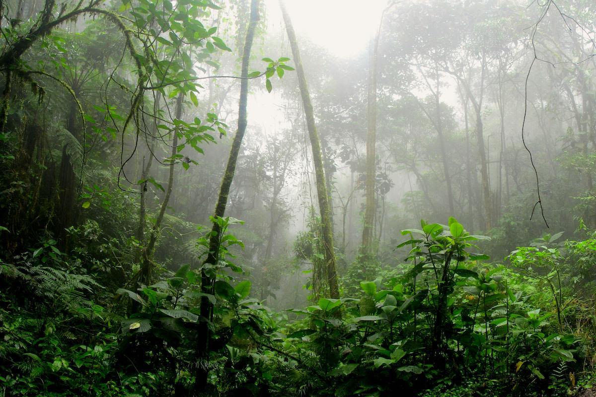 Offset Schemes Failing to Benefit Forest Communities, Report Finds