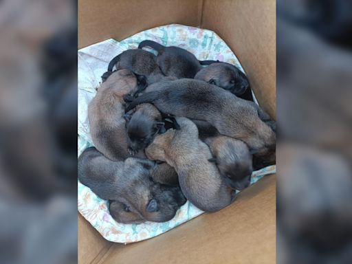 Rescatan a 12 cachorros abandonados en un contenedor en Granada: "Los tiran conforme nacen"