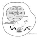 Messenger RNA