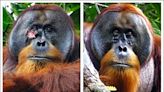 中英對照讀新聞》Wild orangutan uses medicinal plant to treat wound 野生紅毛猩猩使用藥用植物治療傷口 - 中英對照讀新聞 - 自由電子報 專區