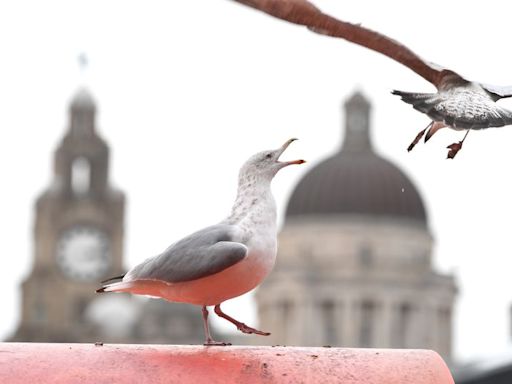 Woman horrified by 'vicious and scary' attack by Liverpool's XL Gullies