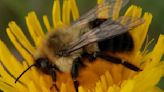 Cientistas descobrem abelha que sobrevive vários dias debaixo d’água