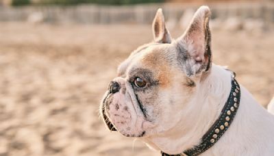 Feisty Frenchie Earns ‘Neighborhood Bully’ Title After ‘Shoving’ Fellow Pup