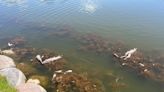 Roughly 500 fish found dead in Utah pond