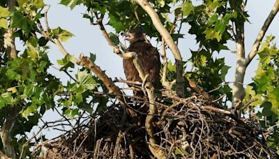 Baby bald eagle at White Rock Lake falls out of nest during storms, city official confirms