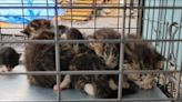 Tacoma shelter to take in more than 40 cats, kittens living in same home, some inside walls