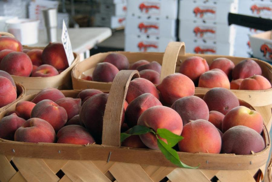 Peaches remain abundant in NC despite dry weather, agriculture department says