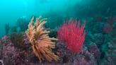 A team surveyed the waters off California's Channel Islands. Here's what they saw