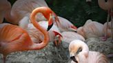 Same-Sex Flamingo Couple Freddie Mercury and Lance Bass 'No Longer a Pair,' Denver Zoo Reveals