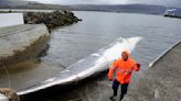 Iceland resumes fin whale hunting, but killing needs to be faster
