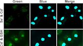 “Truly Amazing” – Quantum Dots Successfully Synthesized Inside Living Cells!