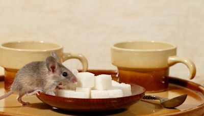 15 Smells That Mice Hate to Keep Them Away From Your Home For Good