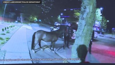 Police catch escaped pony found wandering in Westchester County. Here's how they found its owner.