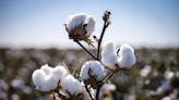 Olam Trumps Dreyfus Bid as Traders Contend for Namoi Cotton