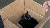 Sacramento Metro Fire crews save kitten stuck in Tesla for four days