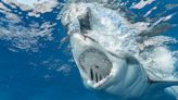 Here’s the Top 10 States with a Higher Rate of Shark Attacks