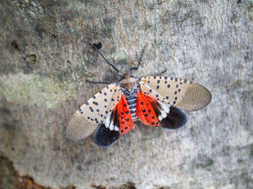 Scientists Are Still Trying to Figure Out How to Kill Invasive Spotted Lanternflies