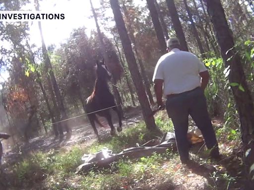 Horse meat trade: Hernando County men accused of killing horse abandon farm, flee with animals