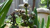 Gardening for You: Breeding new hyacinth cultivars