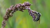 Sleeping cuckoos, and breakfasting flies win in the Royal Entomological Society Insect Week photography competition