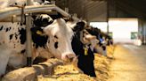 USDA genome study sheds light on H5N1 avian flu spillover to cows, but data gaps remain