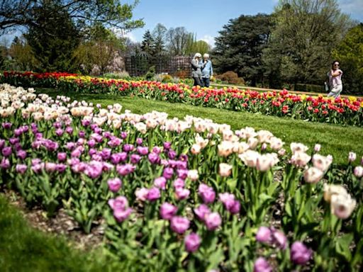 See them before they’re gone: Tulips blooming by the thousands at Hershey Gardens