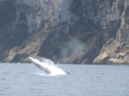 Los espectaculares saltos de las ballenas en la costa de Dénia y Xàbia (imágenes)