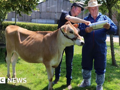 Jersey heifers to be gifted to King during island visit