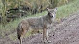 Conservation office urges coyote caution after elderly woman bit in Vancouver