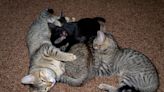 Cat "admiring" newborn kittens melts hearts