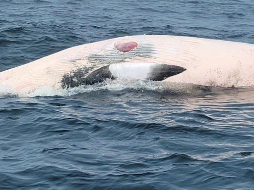 'Sharks are here now.' Whale, seal shark bites prompt warning off Massachusetts coast