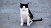 Video of Cat Clinging to Car Door in Dubai Floods Is So Sad