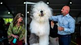 Westminster Dog Show: Top dogs compete for Best in Show