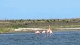 Flamingos scattered from Florida home after Hurricane Ida have been sighted in Terrebonne