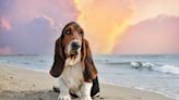 California’s Annual Basset Beach Bash Is a Floppy-Eared Paradise