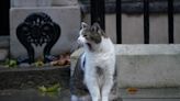 Twitter is bowing down to Larry the Cat, Downing Street's Chief Mouser, for outlasting 4 prime ministers