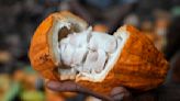 Cocoa grown illegally in a Nigerian rainforest heads to companies that supply major chocolate makers