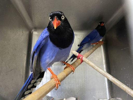 台灣藍鵲「育雛季護巢」攻擊人 「簡單2招」避免路過被偷襲