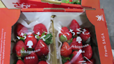 日本進口新鮮草莓6款農藥超標！食藥署：共計銷毀451.6公斤