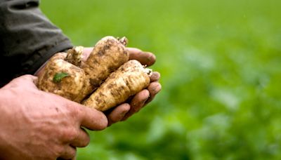 Land for growing fruit and vegetables should be doubled, new Government told