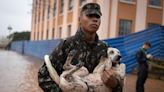 Animales tratados como personas en el drama ecológico de Brasil