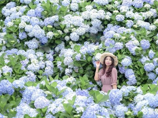 15000坪全台最大繡球花海超夢幻！必訪滿版美拍地花況交通一次看