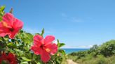 These Stunning Tropical Flowers Will Give Your Yard Vacation Vibes