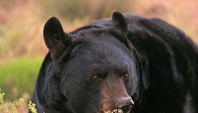 Utah campground closed as U.S. Forest Service seeks to trap black bear