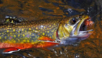 The Copper John nymph is all the rage in fly fishing for trout