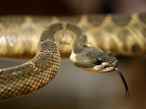 East Bay officials warn of rattlesnakes as warm weather returns